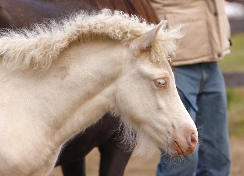 Enya von Heidmoor f.jpg